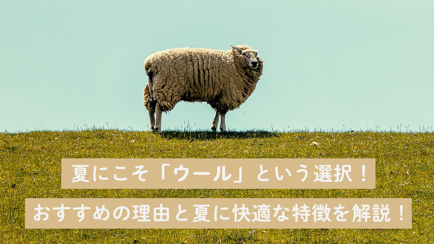 夏にこそ「メリノウール」という選択!おすすめの理由と夏に快適な特徴を解説!