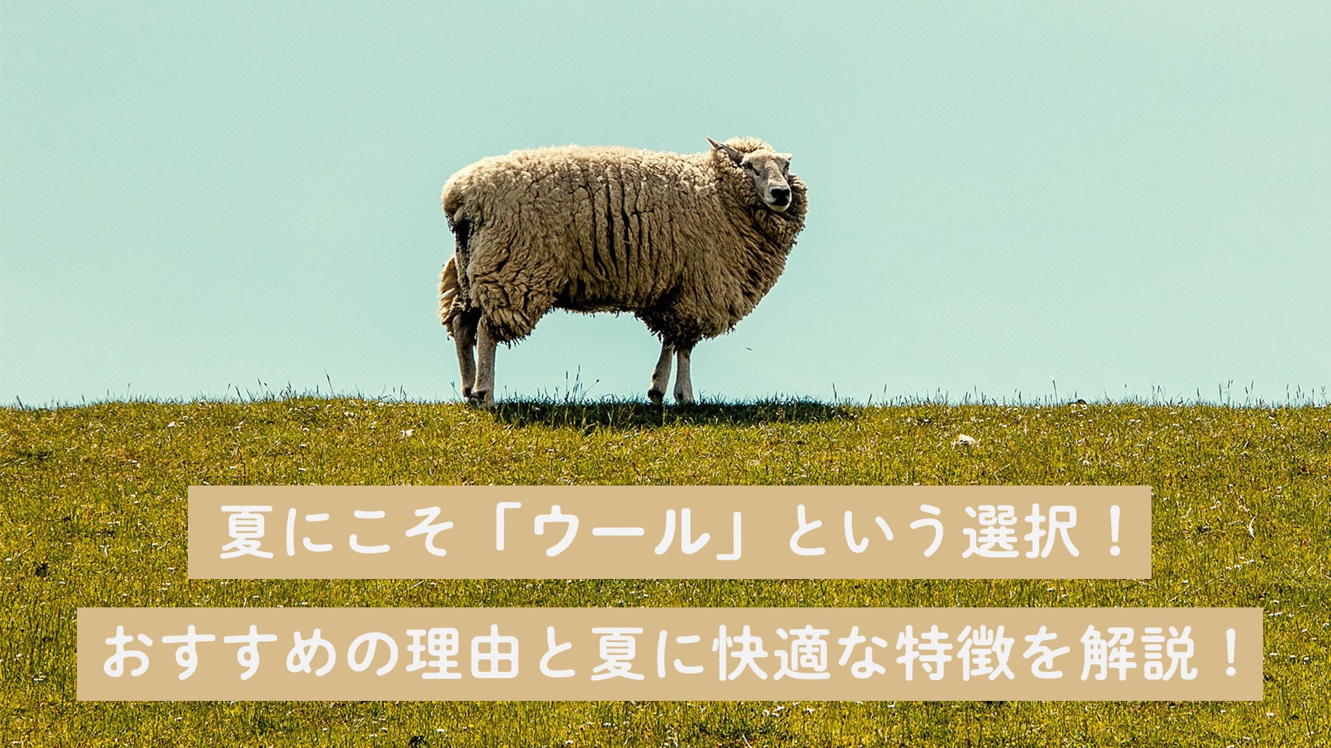 夏にこそ「メリノウール」という選択!おすすめの理由と夏に快適な特徴を解説!